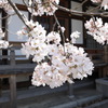 桜②