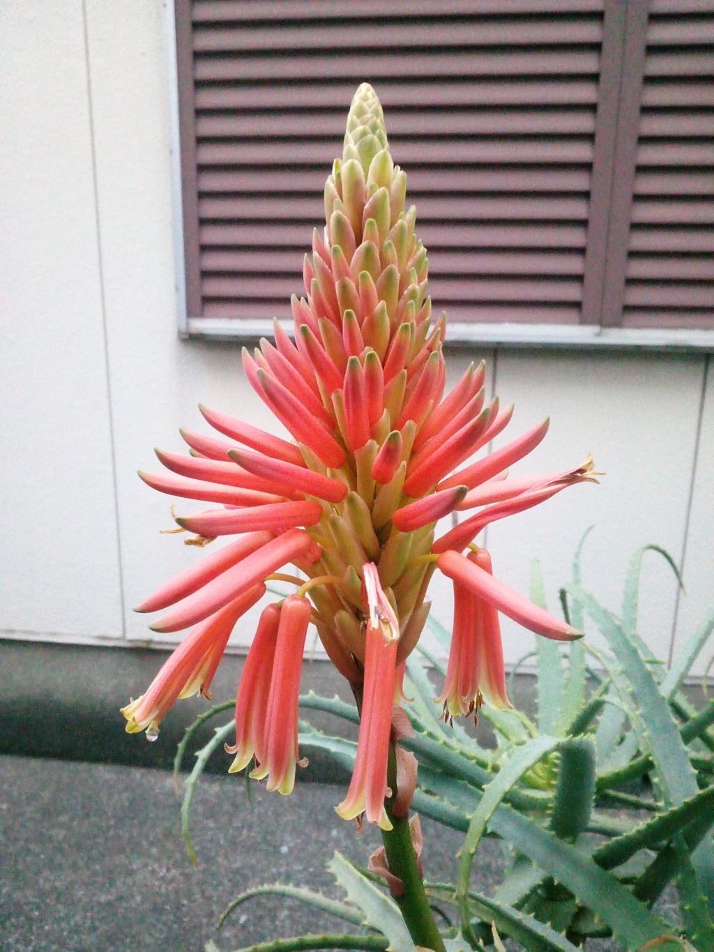 今年もたくさんのお花をつけて