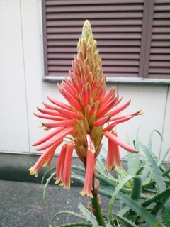 今年もたくさんのお花をつけて