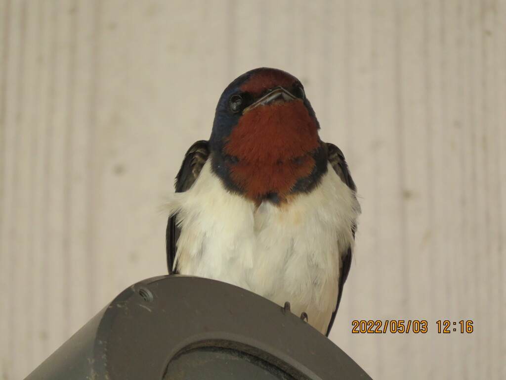 ツバメ②
