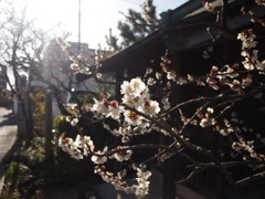 境内の白梅
