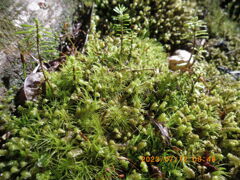 苔の群生①