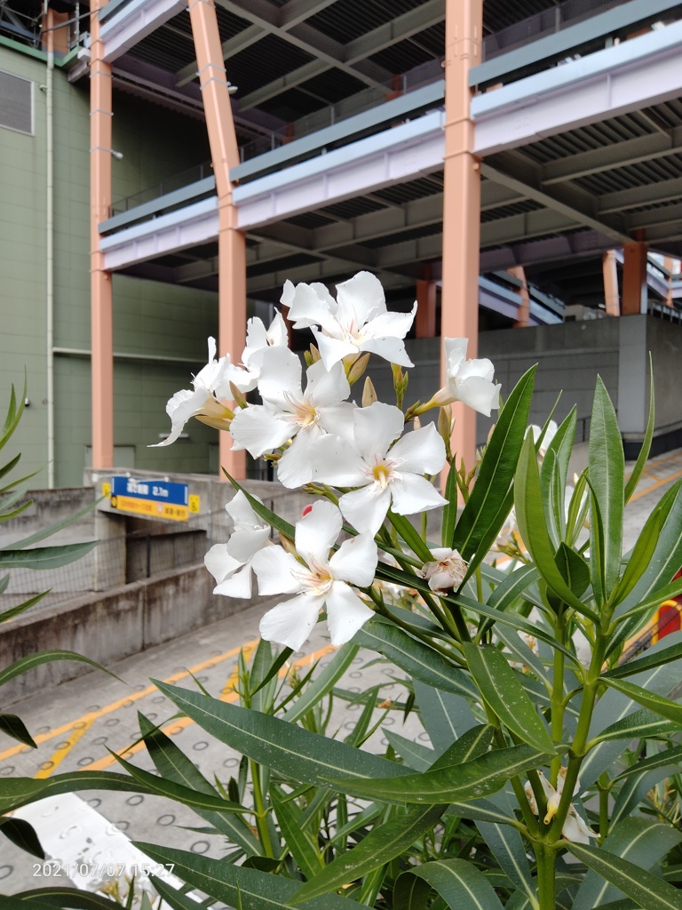 白いキョウチクトウの花