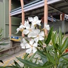 白いキョウチクトウの花