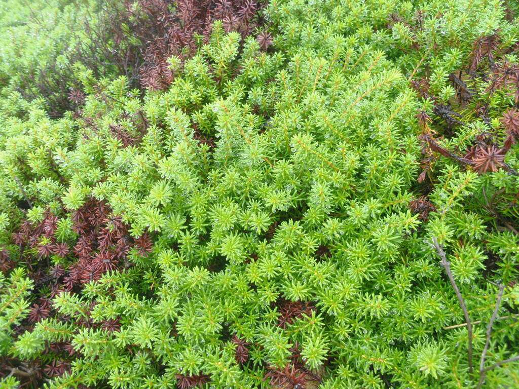 高山植物