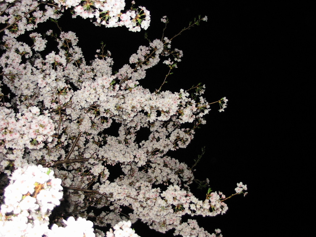 夜桜見物①