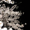 夜桜見物①