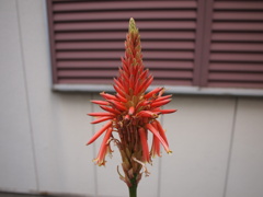 アロエの花