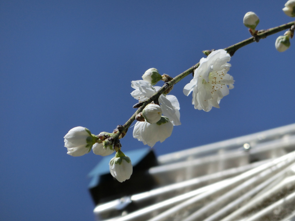 白い梅の花