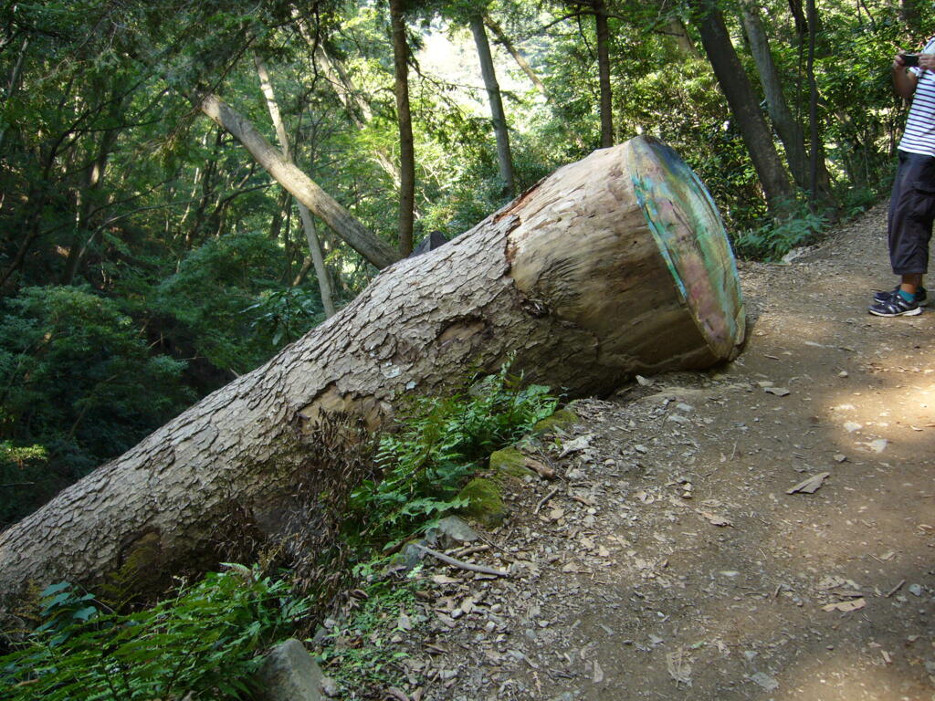 特大の倒木