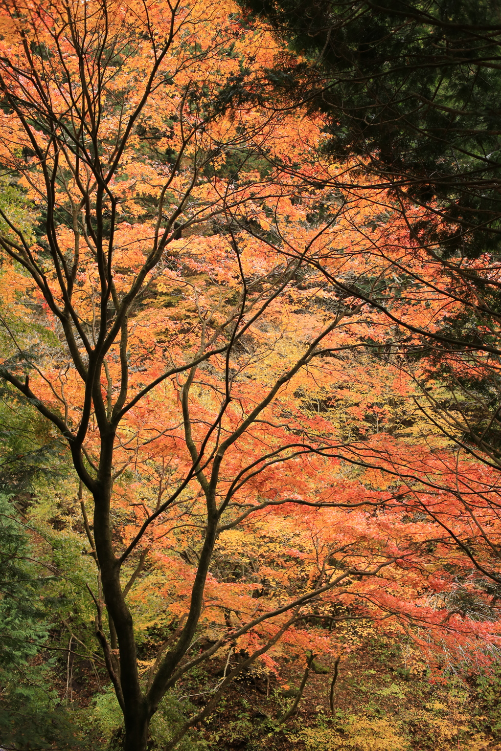 紅葉