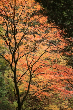 紅葉