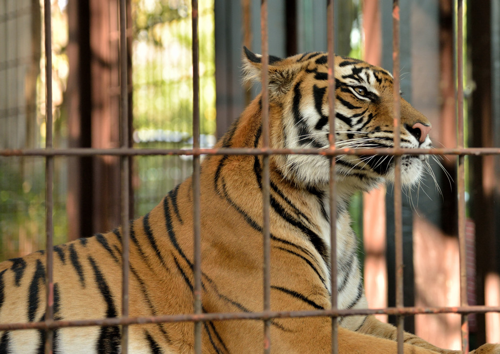 東山動物園