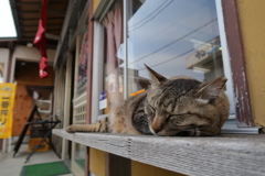 三崎の猫