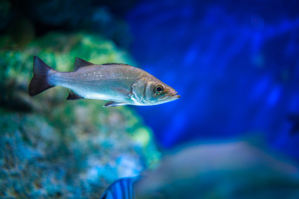 名古屋港水族館