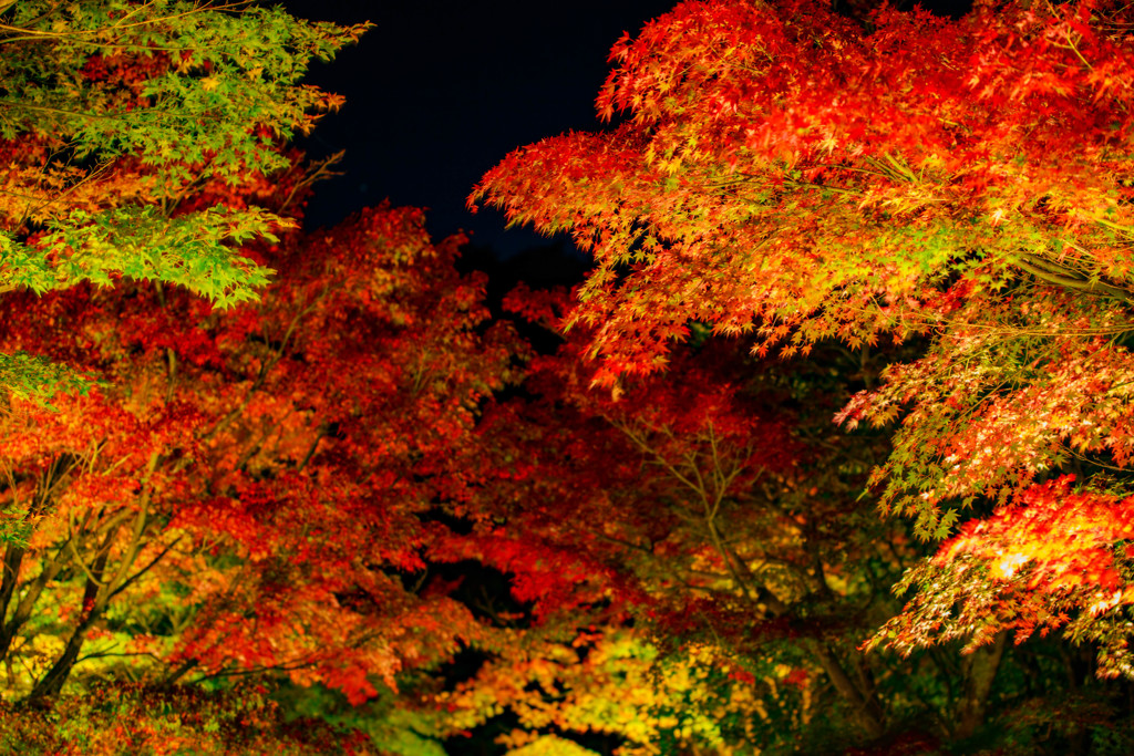 虹の郷　紅葉ライトアップ1