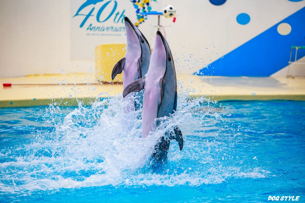 伊豆三津シーパラダイスのカマイルカ