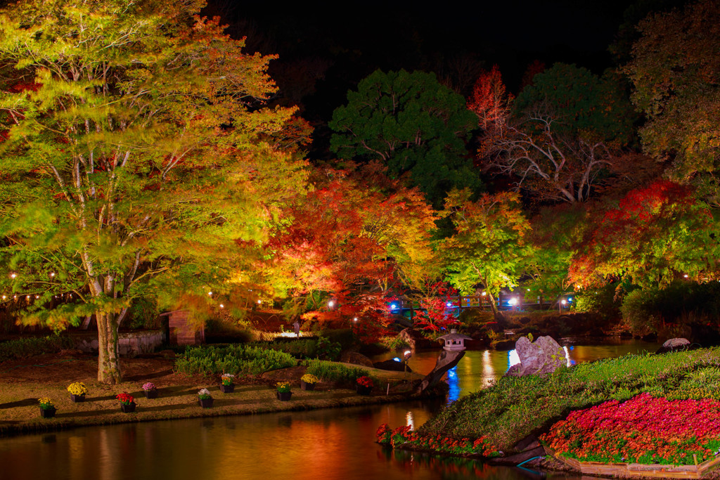 虹の郷　紅葉ライトアップ4