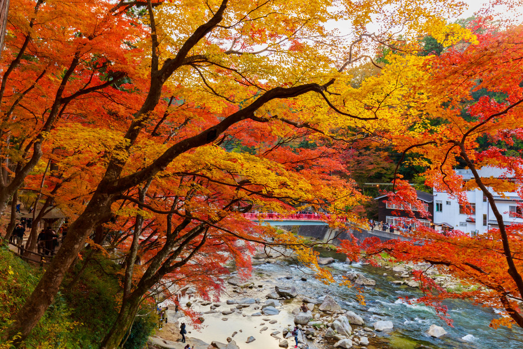 香嵐渓の紅葉3