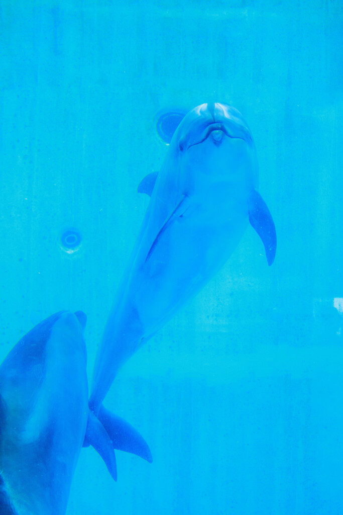 名古屋港水族館