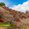 四季桜の里1