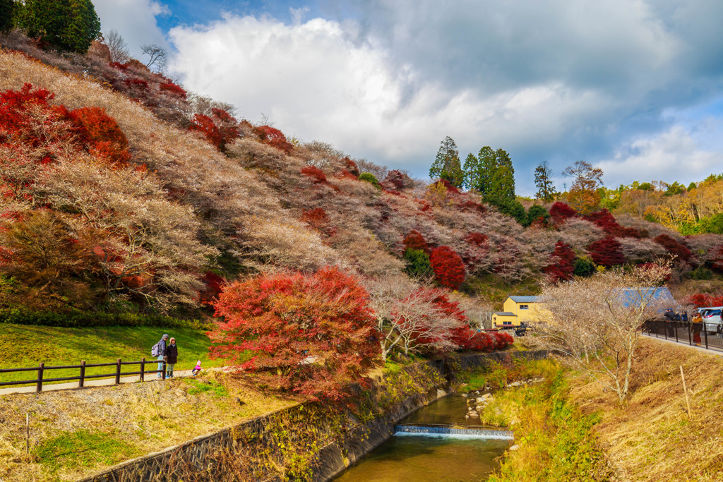 四季桜の里2