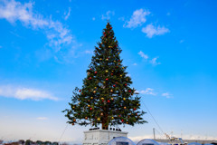 函館のクリスマスツリー1