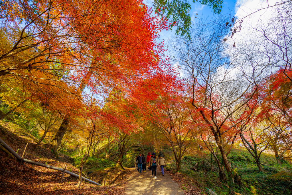 四季桜の里7