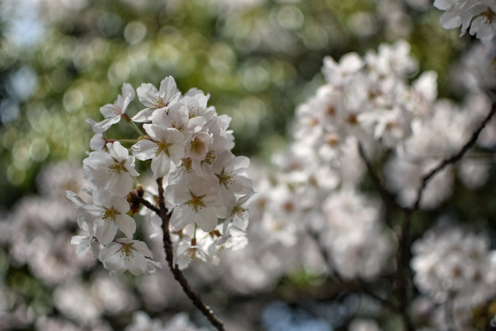 晴天の桜