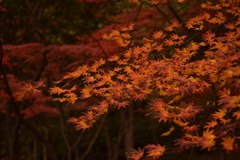 紅葉の森