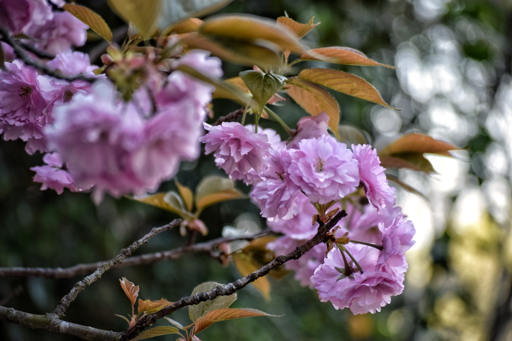 桃色の花