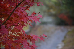 晩秋の紅