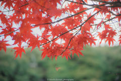 紅葉