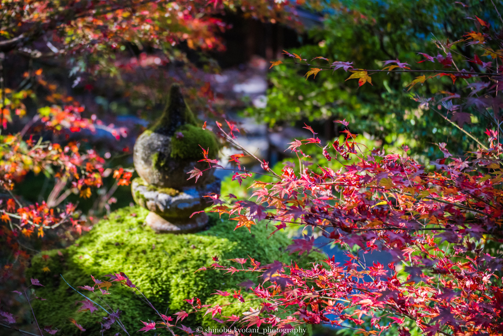 紅葉