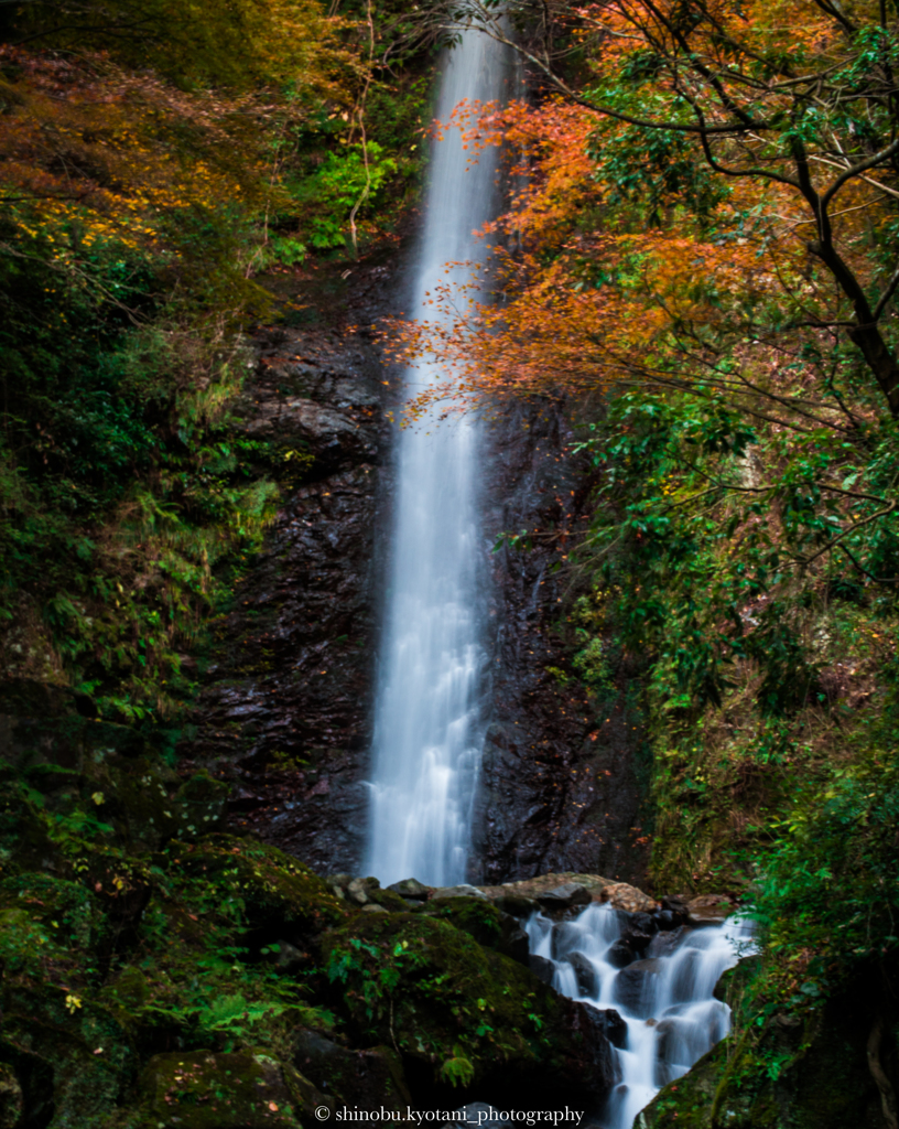 養老の滝