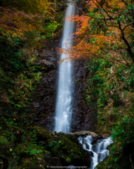 養老の滝