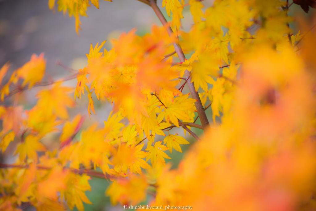 紅葉