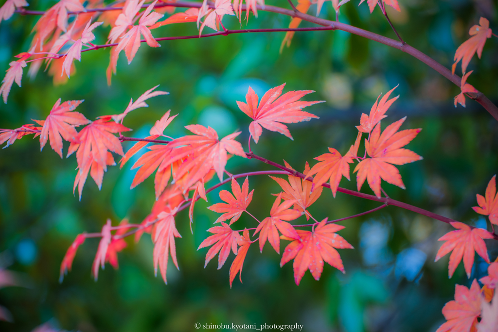 紅葉
