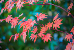 紅葉