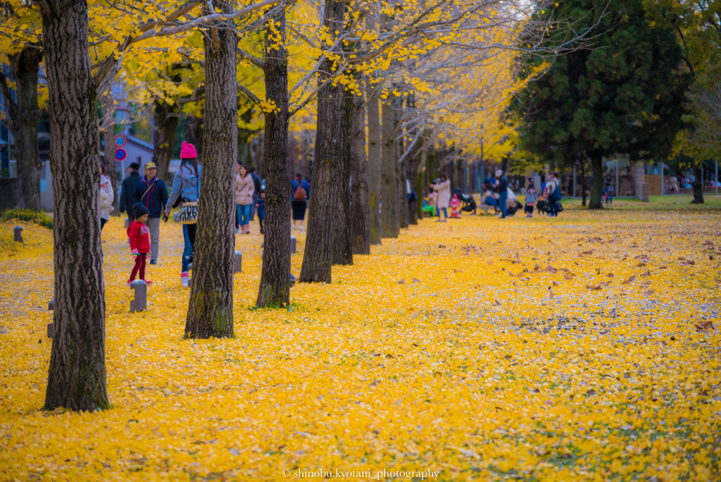 冬ソナストリート