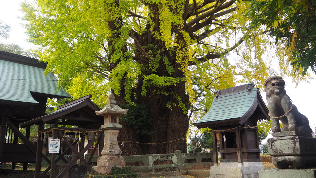 福岡県　みやま市　老松神社　③