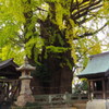 福岡県　みやま市　老松神社　③