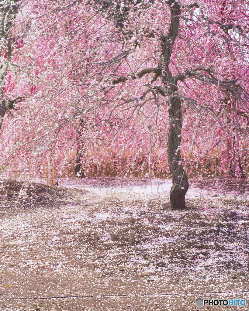 枝垂れ梅