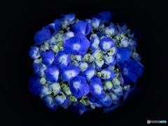 紫陽花