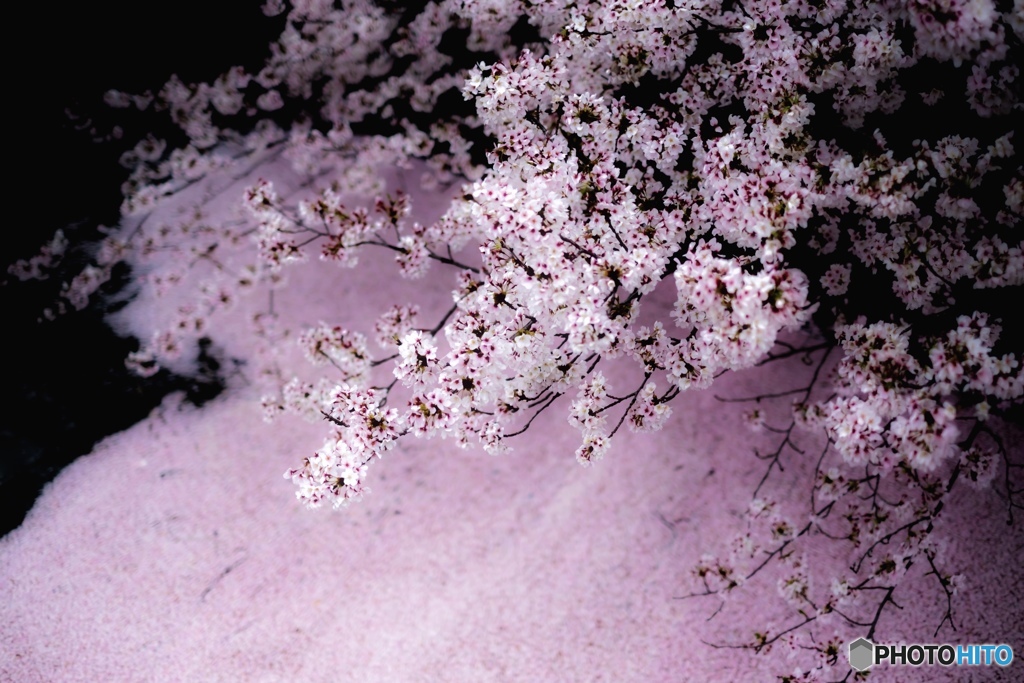 桜筏
