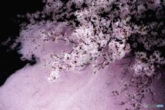 桜筏