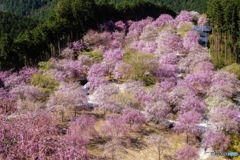 高見の郷