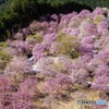 高見の郷
