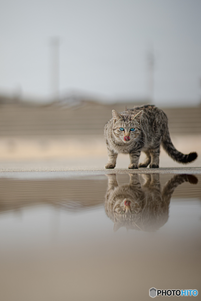 獲物狩り
