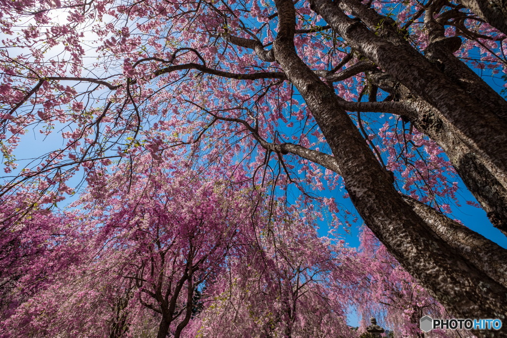 垂れ桜
